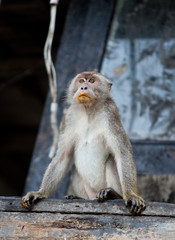 Marque Monkey Borneo