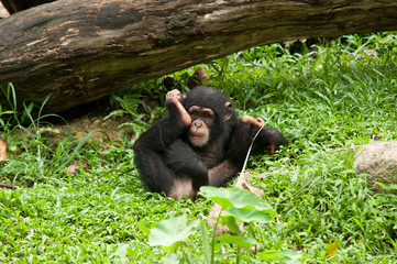 Young Baby Chimpanzee