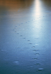 Animal Tracks in Ice