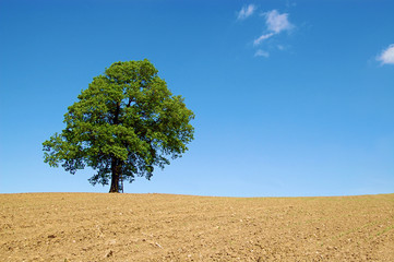 einsamer Baum