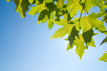 Green leafe  of maple in sunny day.