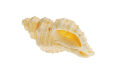 sea shell
