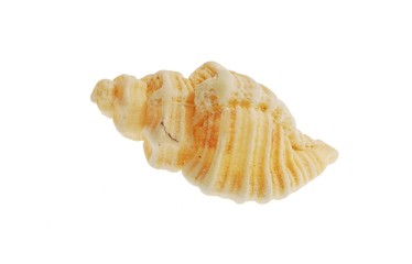 sea shell