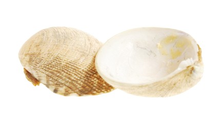 sea shells