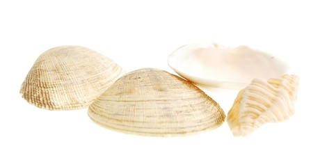 sea shells