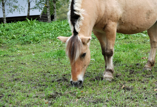 Cavallo bruca
