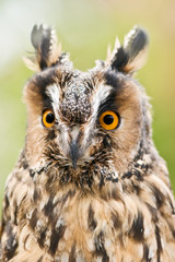 owl
