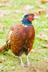 pheasant
