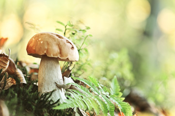 mushroom