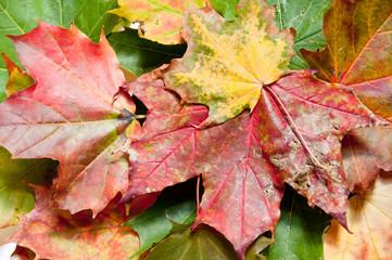 Closeup view of colorful fall leaves