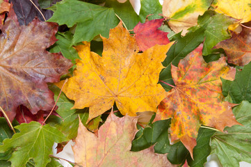 Naklejka na ściany i meble Bunch of dried colorful autumn leaves
