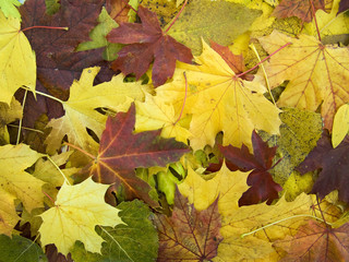 autumn leaves background