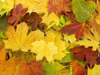 autumn leaves heap