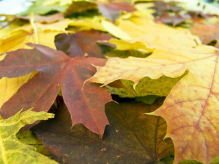 autumn leaves macro