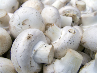 Field white mushrooms macro
