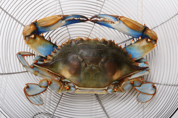 Maryland Blue Crab. © W.Scott McGill