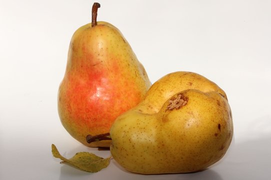 Pears