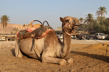 domestic camel smileing