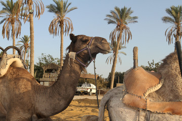 domestic camel sitting