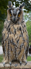 great owl