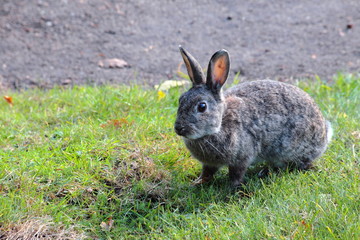 Lapin