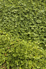 Fototapeta premium green leaves background