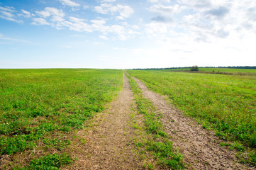 Green field under midday sun