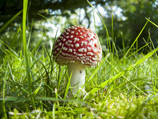 red poison mushroom in the forest
