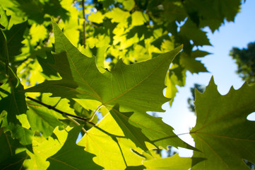 Green leafe  of maple in sunny day.