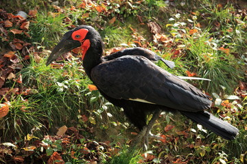 Naklejka premium calao