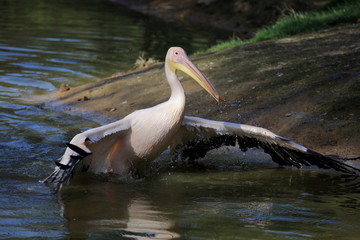 pélican blanc au bain