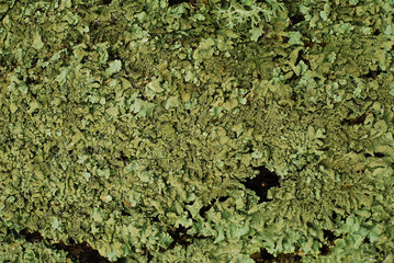 lichen