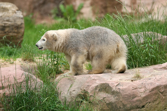 Eisb&auml;r Flocke im Gehege