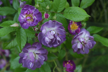 Rosa x / Rose 'Veilchenblau'