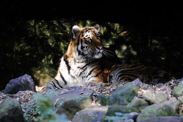 Tiger im Halbschatten
