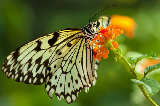 Idea Leuconoe butterfly