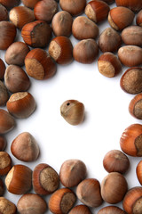 nocciola bacata