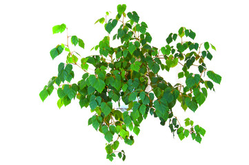 plant cissus rhombifolia