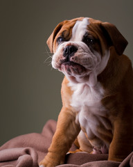 Australian bulldog puppy
