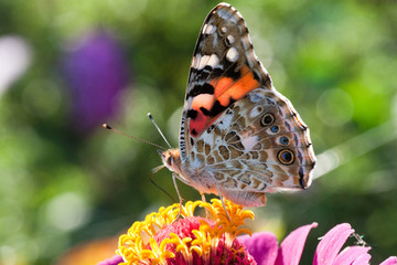 butterfly