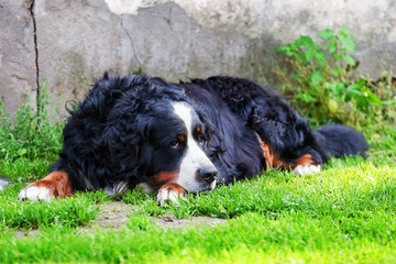 bernese mountain dog
