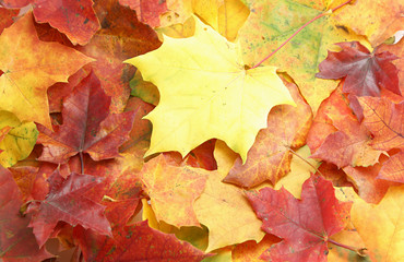 Maple leaves