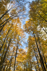 Beautiful autumnal forest in a warm day
