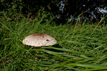 Parasol mushroom