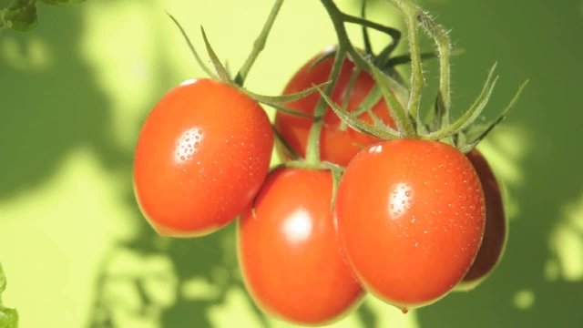 grappolo di pomodorini