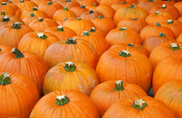 Colorful pumpkins