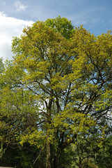 Fototapeta premium Forest