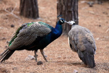 Fototapeta premium Kissing birds peacocks. Love concept
