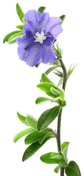 blue day, evolvulus glomeratus, fleur bleue