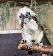 Lisztaffe saguinus oedipus,